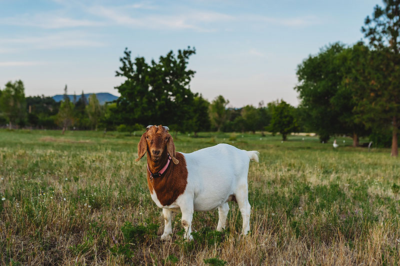 Photo of Goat